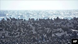 This August 2019 photo released by the National Oceanic and Atmospheric Administration Fisheries (NOAA) shows northern fur seal adults and pups on a beach on Bogoslof Island, Alaska.