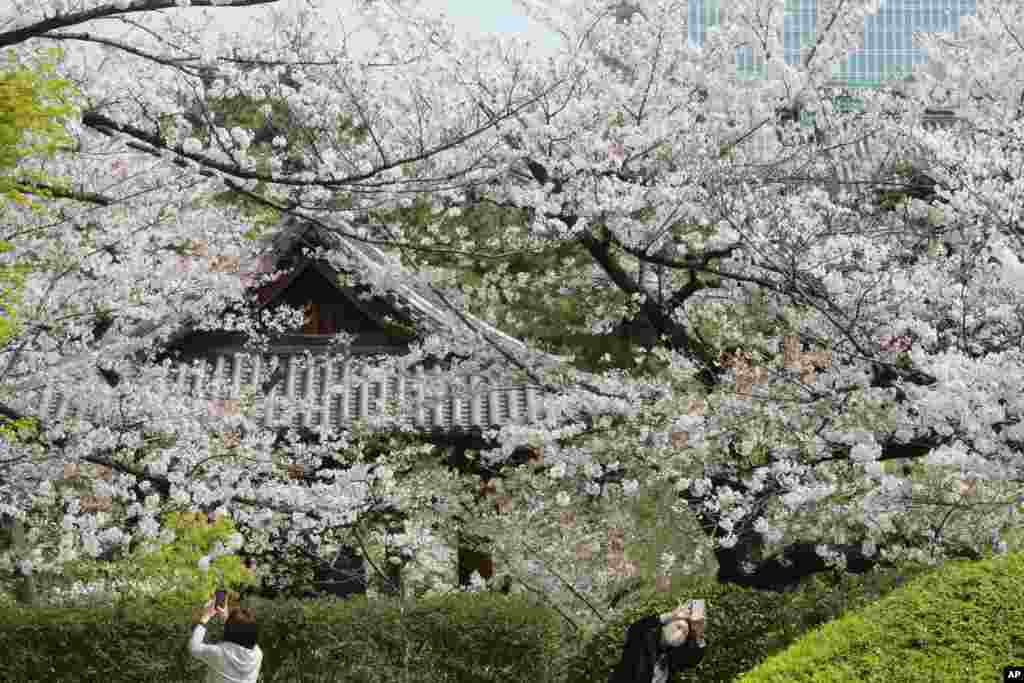 بازدیدکنندگان مشغول گرفتن عکس از شکوفه‌های گیلاس در توکیو، ژاپن