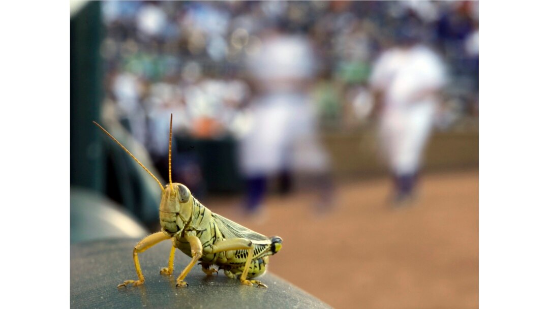 FILE - A grasshopper rests on a rail outside the Kansas City Royals dugout during a baseball game, in Kansas City, Mo., Aug. 2, 2011.