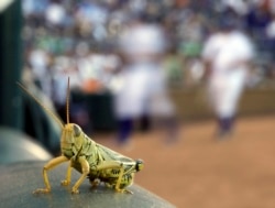 FILE - A grasshopper rests on a rail outside the Kansas City Royals dugout during a baseball game, in Kansas City, Mo., Aug. 2, 2011.