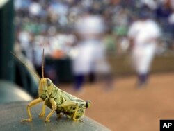 FILE - A grasshopper rests on a rail outside the Kansas City Royals dugout during a baseball game, in Kansas City, Mo., Aug. 2, 2011.