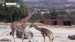Անհետացող տեսակի մի շարք կենդանիներ համալրել են մեքսիկական Պուեբլա նահանգի կենդանիների պահպանման կենտրոնը