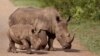 South Africa Rhino Poaching Drops Sharply; 100s Still Being Killed 