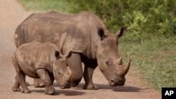 FILE - Rhinos walk in the Hluhluwe-Imfolozi game reserve in South Africa, Dec. 20, 2015. 