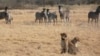 Cheetahs Change Hunting Activity During Hot Weather