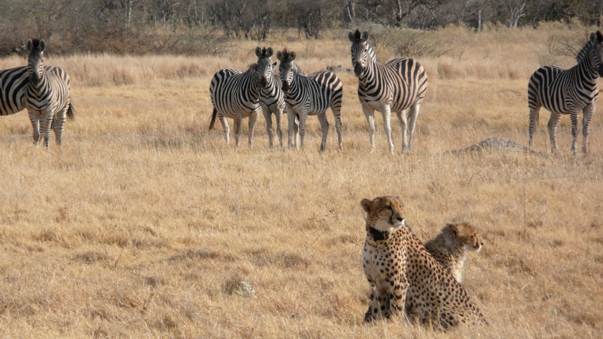 Cheetahs Change Hunting Activity During Hot Weather