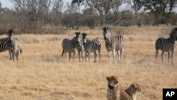 FILE - In this photo provided by Briana Abrahms, a female cheetah and her cub sit watchfully in front of a herd of zebra in northern Botswana on Aug. 23, 2011.