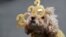 Teddy, a 12-year-old miniature poodle, looks on wearing 2022 glasses on West 47th Street ahead of New Year's Eve celebrations at Times Square, in New York City.