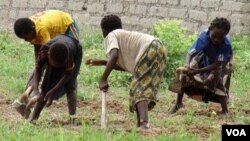 Farm Workers