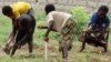 The farm used to be owned by a white commercial farmer before it was forcibly occupied by an indigenous Zimbabwean linked to Zanu PF.