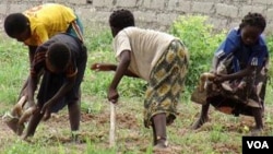 The farm used to be owned by a white commercial farmer before it was forcibly occupied by an indigenous Zimbabwean linked to Zanu PF.