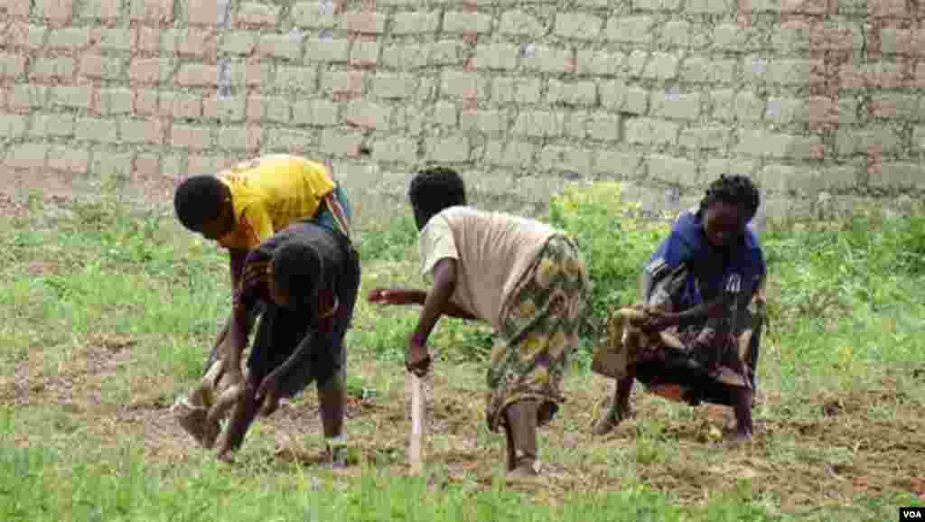 Farm Workers