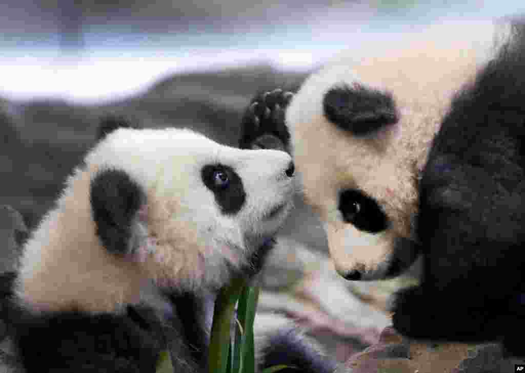 In this picture taken through a window, the young panda twins 'Meng Yuan' and 'Meng Xiang' explore their enclosure at the Berlin Zoo in Berlin, Germany.