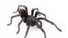 Tarantula Species Named After Johnny Cash