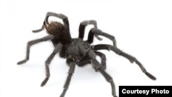 This is an adult male of Aphonopelma johnnycashi from California. (Dr. Chris A. Hamilton)