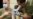 US Army Announces Discharges for Unvaccinated
