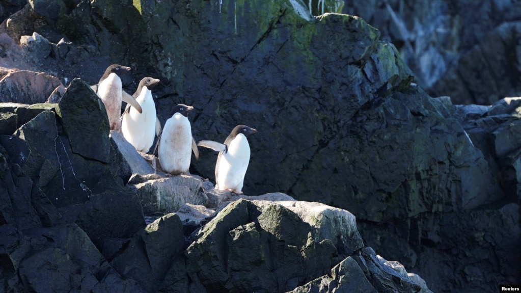 Adelie penguins stand together as scientists investigate the impact of climate change on Antarctica's penguin colonies, on the eastern side of the Antarctic peninsula, Antarctica January 17, 2022. (REUTERS/Natalie Thomas)