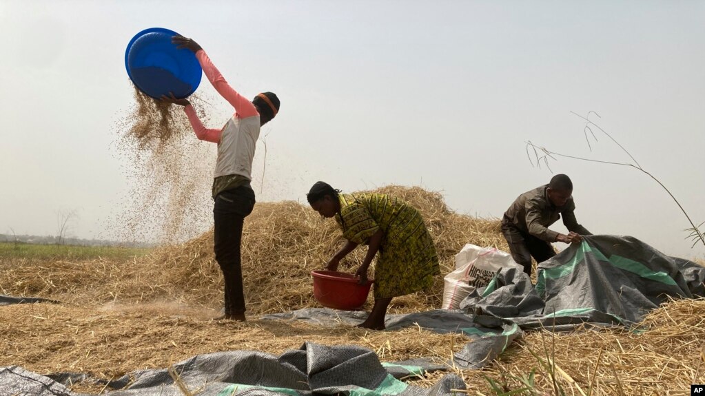 Ibrahim Mohammed, left, a farmer who lost most of his seedlings and farmlands to violent attacks in Nigeria's north, works on a rice farm along with his family members in Agatu village on the outskirts of Benue State. (AP Photo/ Chinedu Asadu)