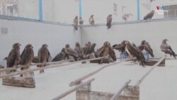 Նյու Դելիում եկրու եղբայր խնամում են գիշատիչներին և այլ վայրի թռչունների