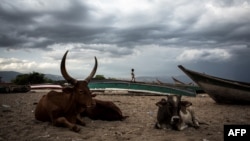 Des vaches près la rive du lac Albert à Tchomia, Ituri, RDC, le 04 mars 2018.