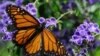 Young Students Build a Station for Monarch Butterflies