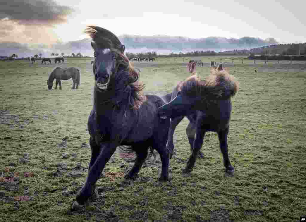 Iceland horses play in the paddock of a stud farm in Wehrheim, near Frankfurt, Germany.