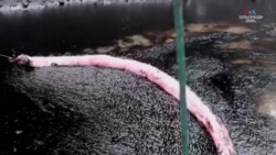 Էկվադորի շրջակա միջավայրի նախարարության աշխատակիցների հսկողության ներքո մաքրման աշխատանքները շարունակվում են Ամազոնում 