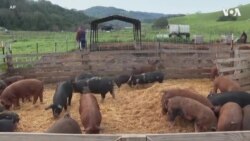 美国猪肉最大消费州部分推迟实施一项动物福利法 