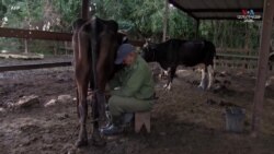 Ֆիդել Կաստրոն խոստացել էր, որ մինչև յոթ տարեկան յուրաքանչյուր երեխա ամեն օր կունենա մեկ լիտր սուբսիդավորվող կաթ