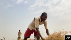 Mohammed Abdul, a farmer who said he 'had to start from the beginning' after losing all his farm inputs to violent attacks in Nigeria's north, works on a rice farm in Agatu village on the outskirts of Benue State. (AP Photo/ Chinedu Asadu)