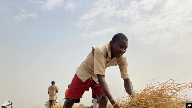 Mohammed Abdul, a farmer who said he 'had to start from the beginning' after losing all his farm inputs to violent attacks in Nigeria's north, works on a rice farm in Agatu village on the outskirts of Benue State. (AP Photo/ Chinedu Asadu)