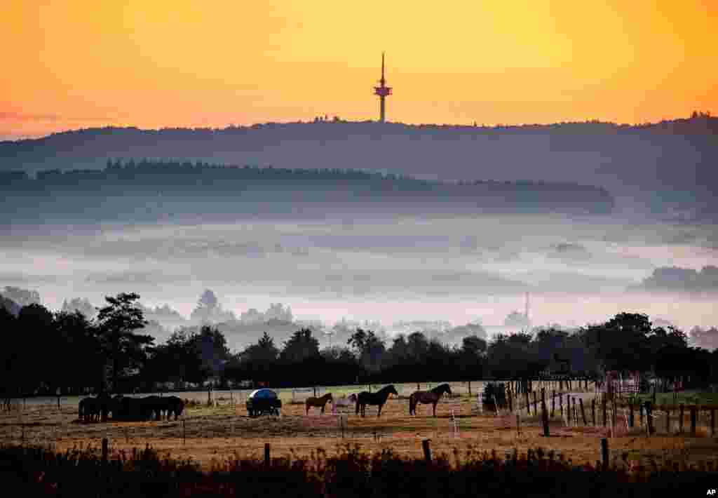 Horses stand in a paddock just before the sun rises in Wehrheim, Germany.