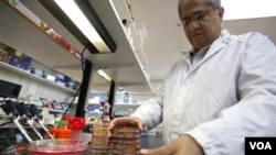 Seorang petugas medis di Jerman melakukan pemeriksaan berbagai sampel makanan yang diduga sebagai sumber E. Coli (7/6).