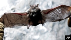 Scott Crocoll holds a dead Indiana bat in an abandoned mine in Rosendale, N.Y., in this January 2009 file photo. (AP Photo/Mike Groll, File)