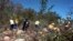 FILE - Workers clear a mountainside of alien plants near Cape Town, South Africa. Non-native plants have spread quickly across the country, bullying and killing local species and sucking up precious water from land that usually supports scrub brush and other less-thirsty varieties.