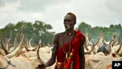 In this photo taken July 31, 2017, a South Sudanese man tends to his herd of cattle outside the town of Rumbek, South Sudan. With forced marriages, cows are used for payments and dowries.