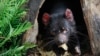 FILE - A Tasmanian Devil eats the head of a small chicken at its new enclosure at Wild Life Zoo in central Sydney, Australia.