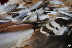 Non-eagle bird carcasses and bird feathers are stored at the Liberty Wildlife Non-Eagle Feather Repository in Phoenix, Arizona, Feb. 27, 2024.