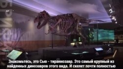 Динозавр Сью обрела новый дом