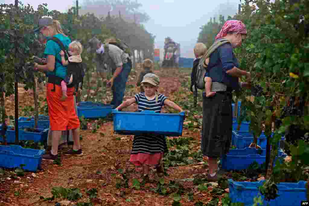 Evangelist Christian volunteers harvest Merlot wine grapes, Sept. 23, 2020, for the Israeli family-run Tura Winery, at the estate&#39;s vineyards located in the occupied West Bank Har Bracha settlement.