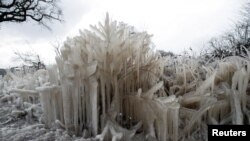 Frozen plants are covered in ice, as Storm Darcy affects large parts of Britain, in Shenley, Hertfordshire.