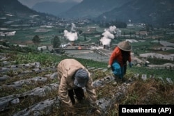 Farmers tend to their field as steam rises from a geothermal power plant in Dieng, Central Java, Indonesia, Nov. 15, 2024. (AP Photo/Beawiharta)