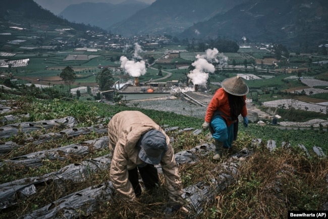 Farmers tend to their field as steam rises from a geothermal power plant in Dieng, Central Java, Indonesia, Nov. 15, 2024. (AP Photo/Beawiharta)