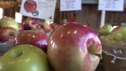 Maryland Farm Attracts Buyers Looking for Healthful Food