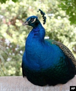 In this Wednesday, Dec. 23, 2009 photo, a peacock sits on a fence in Florida. Some residents want the birds removed. (AP Photo/Tamara Lush)