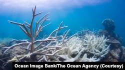 FILE: Warming oceans are causing coral bleaching to reefs around the world. This and other environmental damage was the focus of this past week's UN Oceans Conference in Lisbon. Taken 4.2.2022
