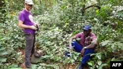 FILE - Aaron Davis, head of coffee research at the Royal Botanic Gardens, Kew, and John Brima, head of research in Department of Forestry in Sierra Leone, study wild Coffea stenophylla plants in eastern Sierra Leone, Dec. 7, 2018, in this photo released by The Royal Botanic Gardens on April 19, 2021.