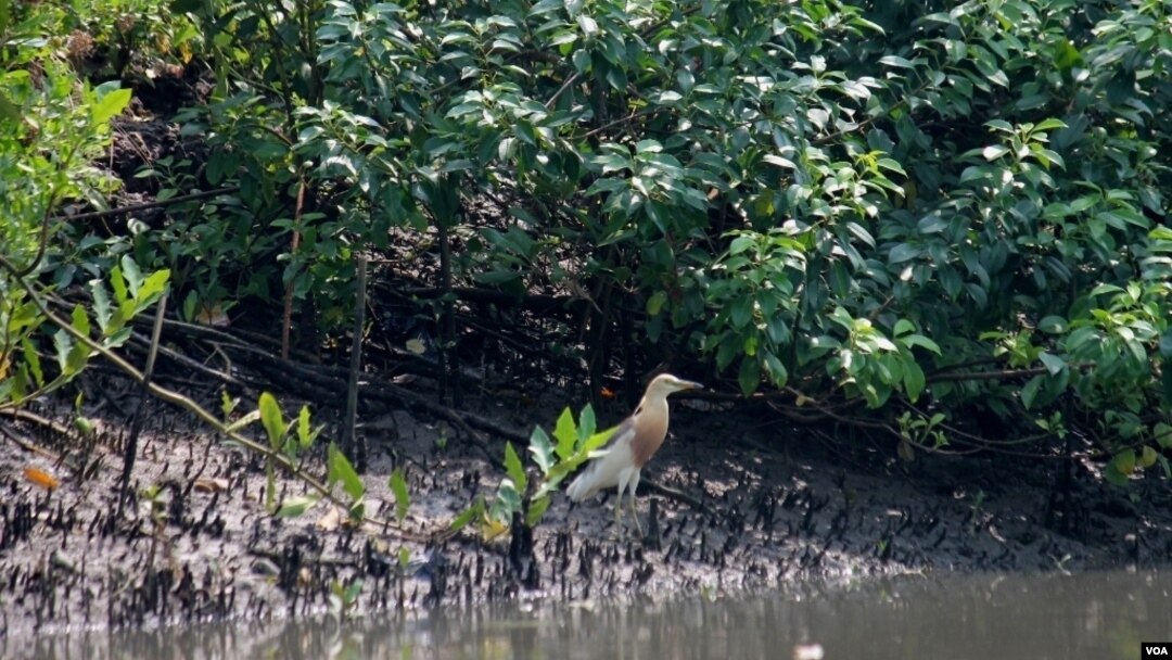 Salah satu jenis burung yang singgah di kawasan hutan mangrove Wonorejo, Surabaya (foto: VOA/Petrus Riski).
