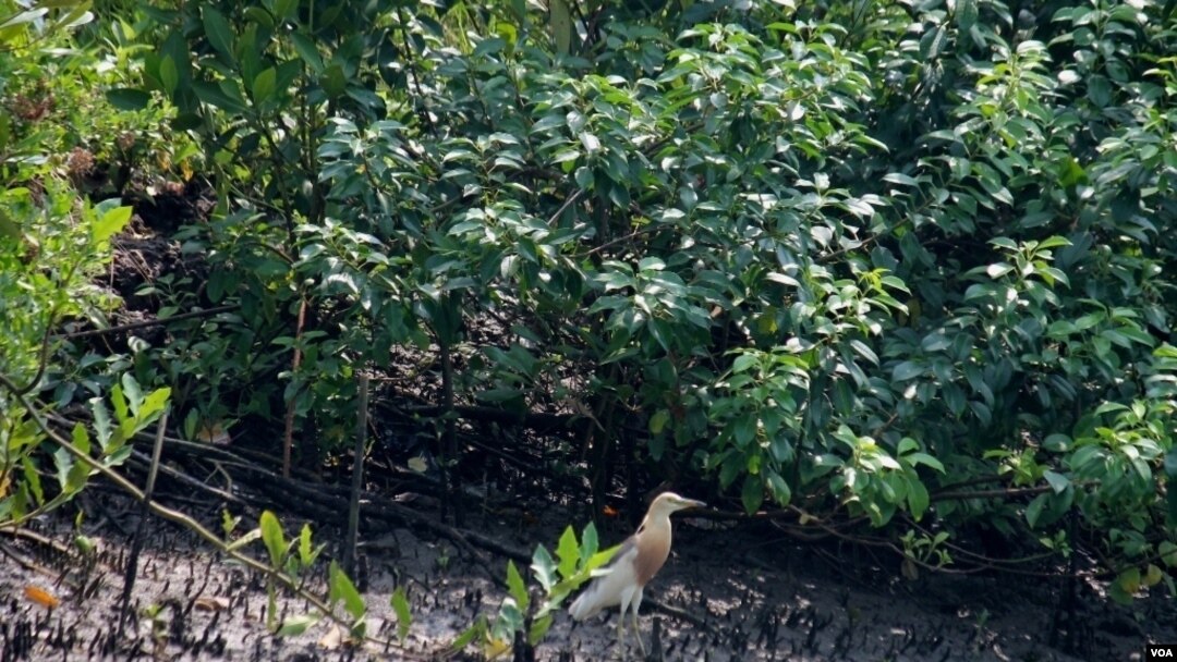 Salah satu jenis burung yang singgah di kawasan hutan mangrove Wonorejo, Surabaya (foto: VOA/Petrus Riski).