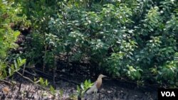 Salah satu jenis burung yang singgah di kawasan hutan mangrove Wonorejo, Surabaya (foto: VOA/Petrus Riski).